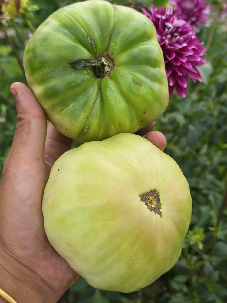 1057 Cherokee Purple x Marian's World Tomato