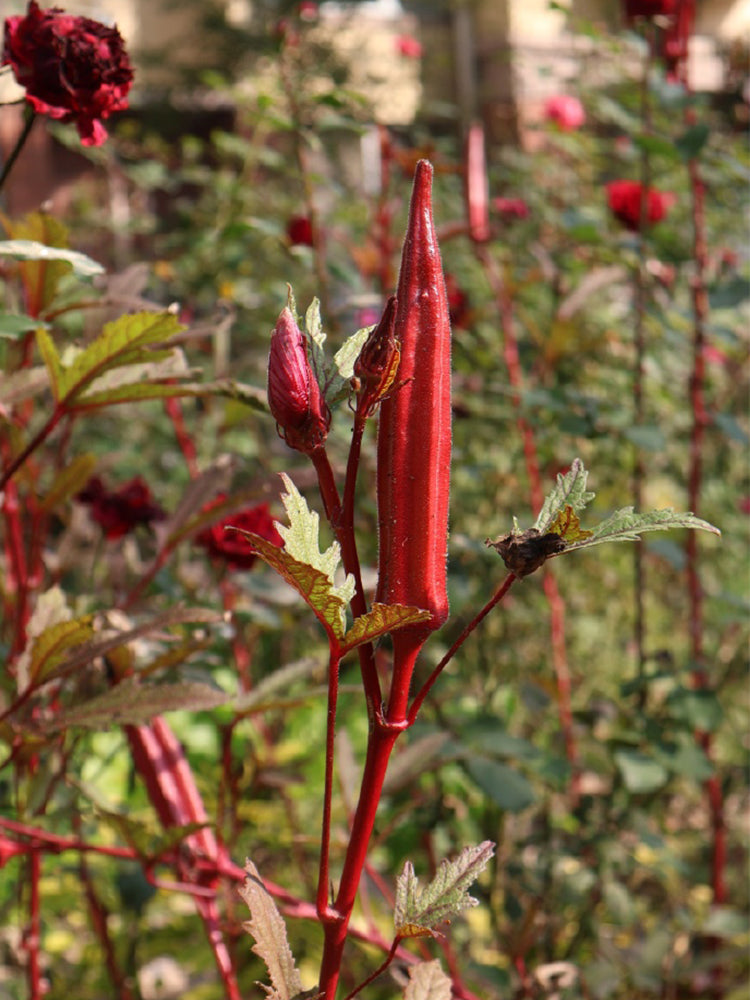 Jinfeng No.9 Red Okra