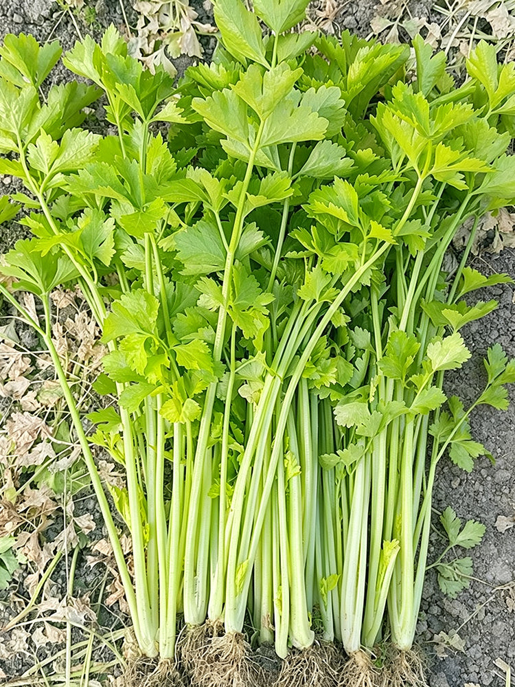 White Bone Yellow Heart Celery