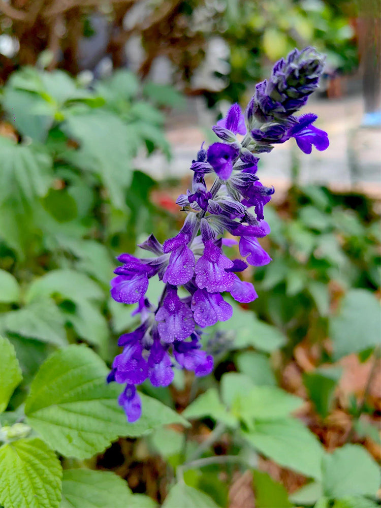 Hezhichun Blue Sage