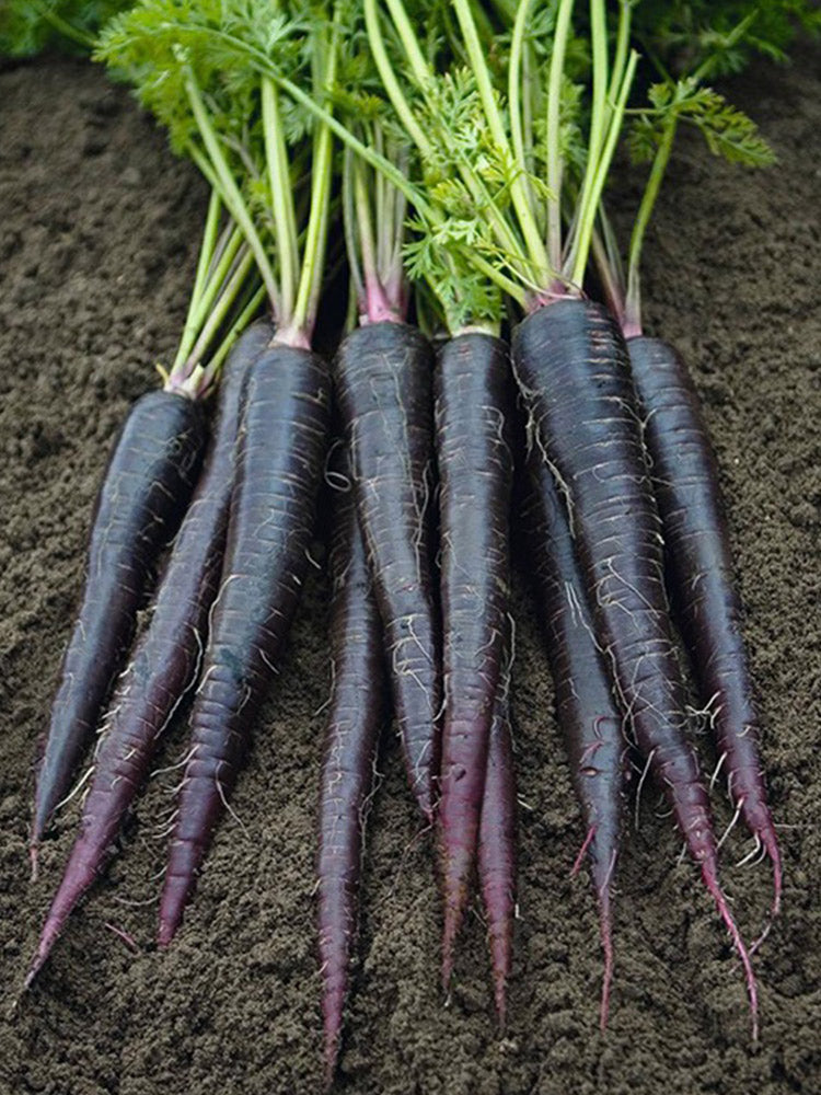 Blackish Purple Carrots