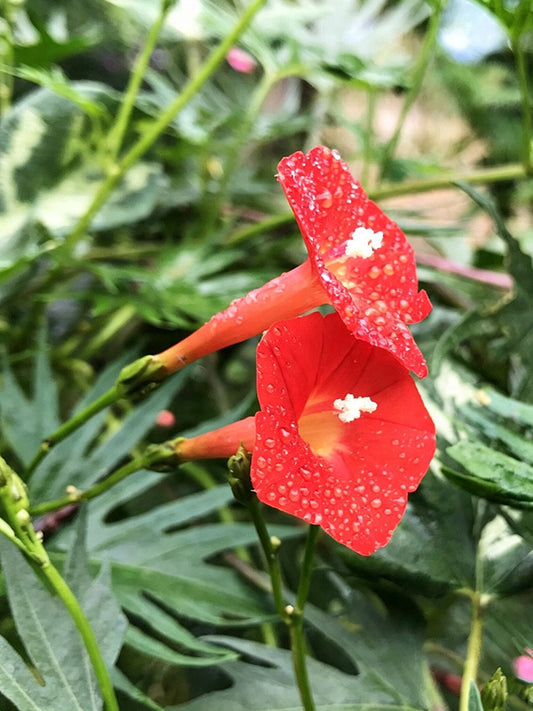 Red Maple Leaf Cypress Vine