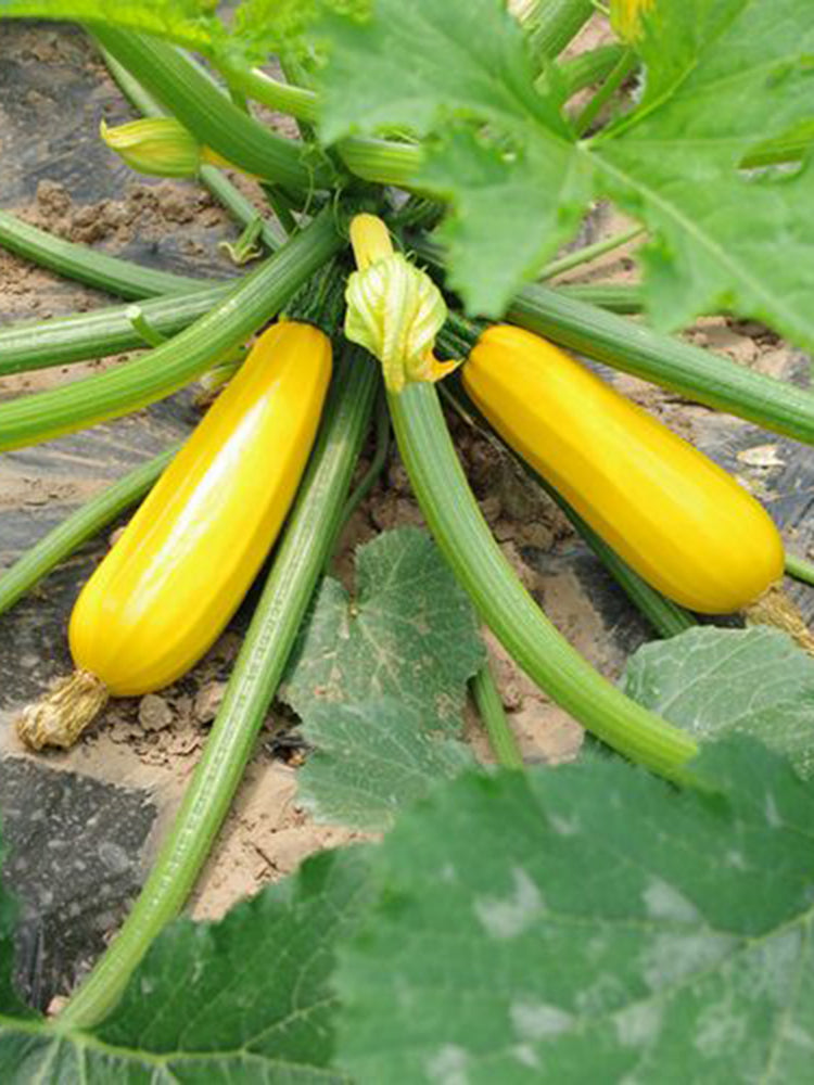Imperial Concubine Zucchini