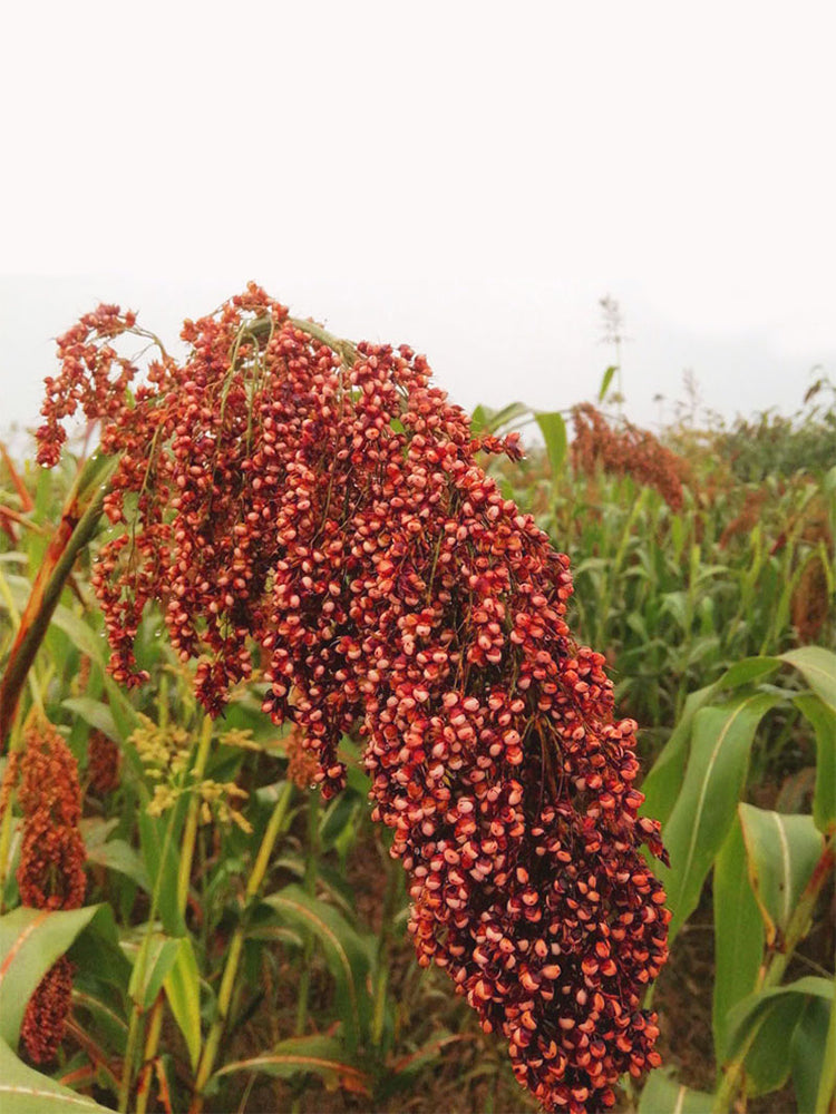 Disease-resistant No.4 Red Sorghum Hybrid
