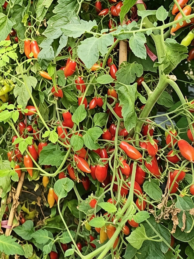 Sweet Bubble F5 Tomato
