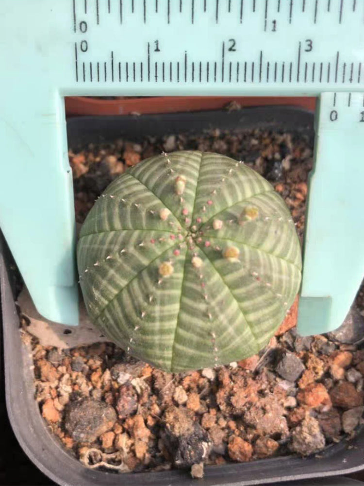Euphorbia obesa 'Baseball' Live Succulent