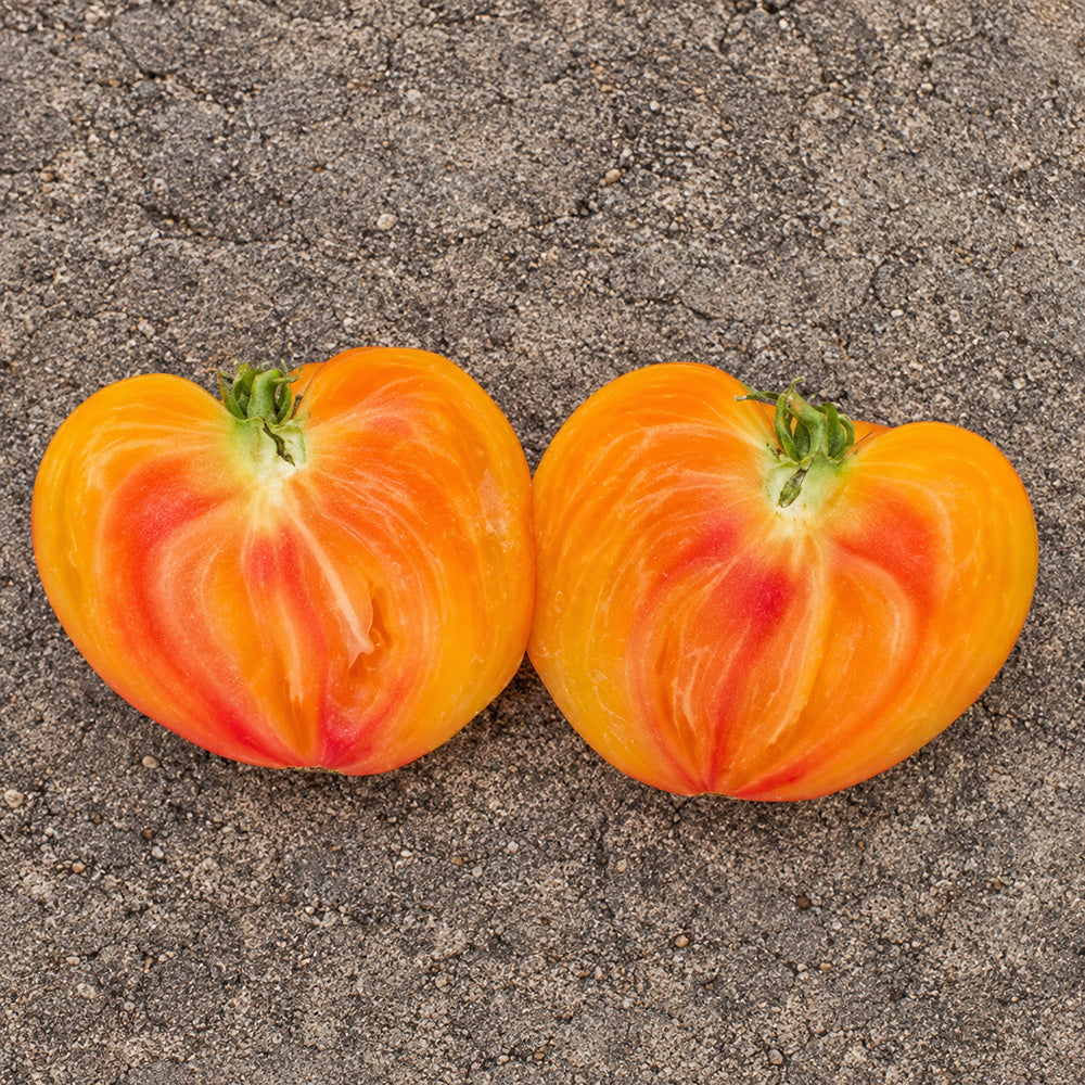407 Cœur de Zèbre Abricot Tomato