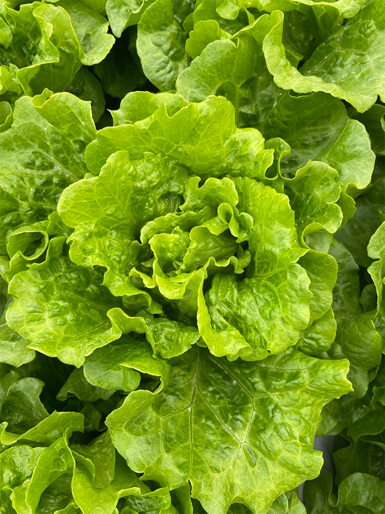 'Lvmei' Italian Lettuce