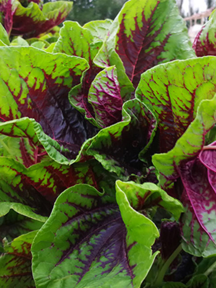 Red-Green Round-leaf Amaranth