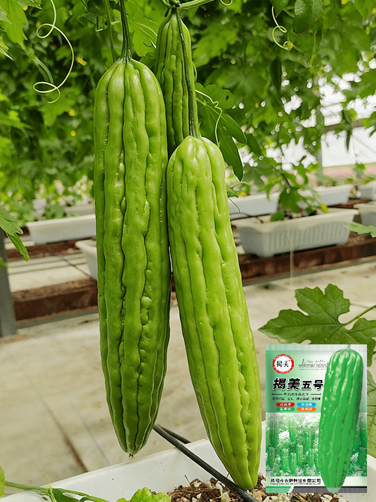 Jiemei No.5 Bitter Gourd