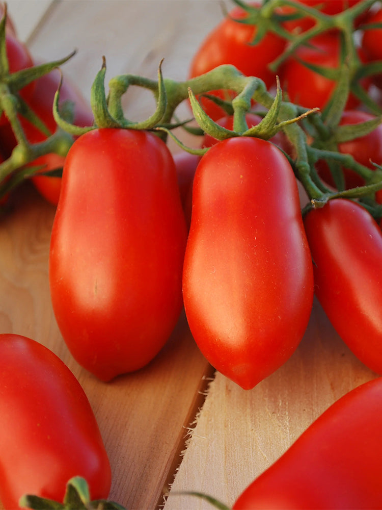 Ten Fingers of Naples Tomato