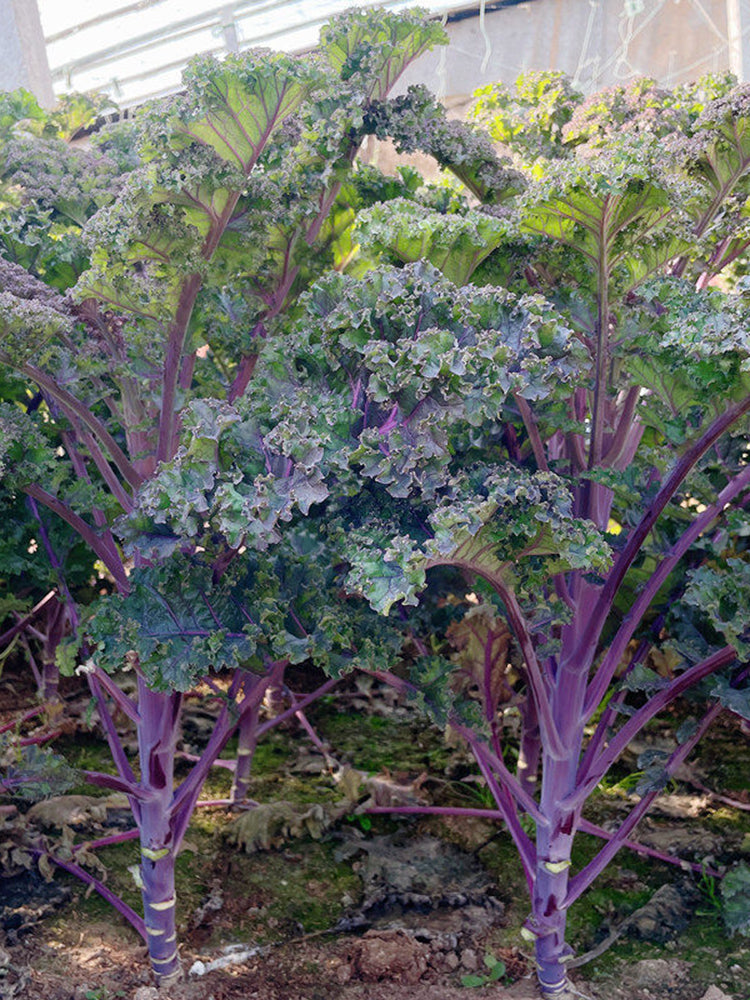 Ziyu No. 1 Kale