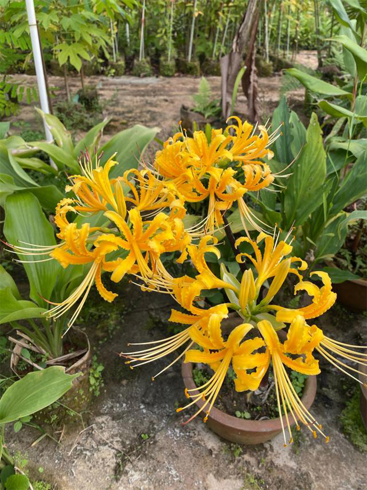 Yellow Spider Lily
