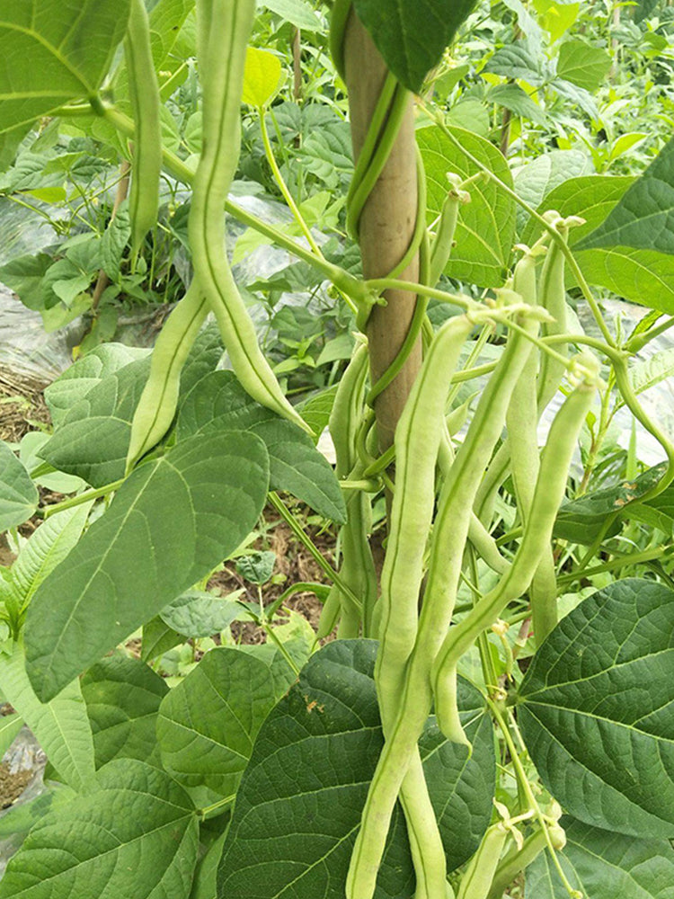 Supplier Snap Beans