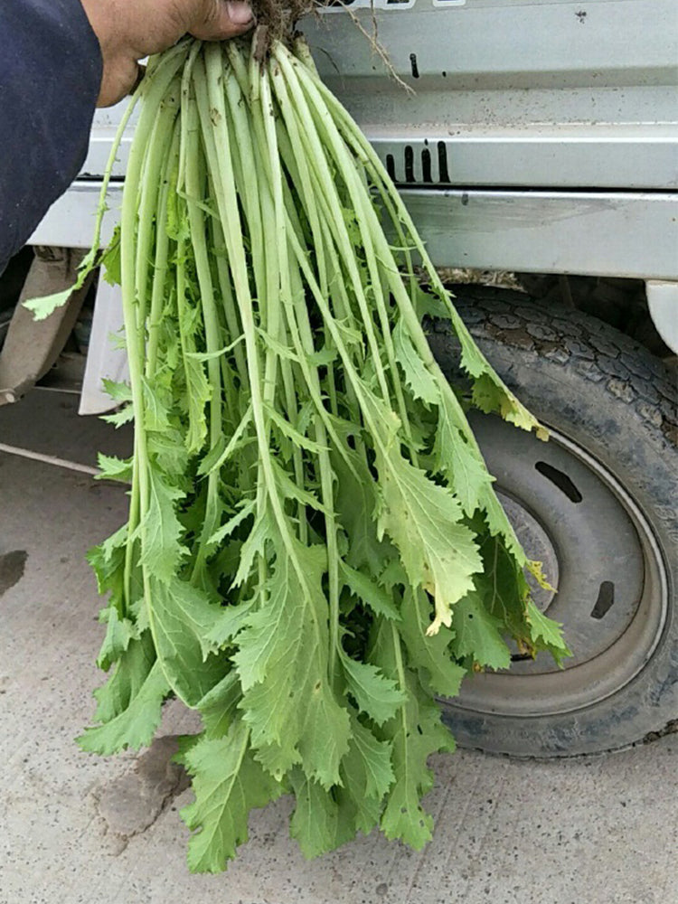 Hybrid Potherb Mustard
