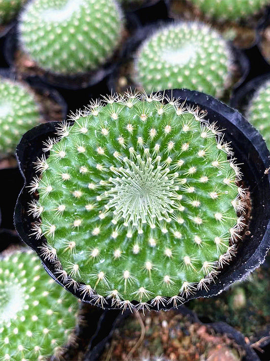 Parodia haselbergii subsp. graessneri 'Green'