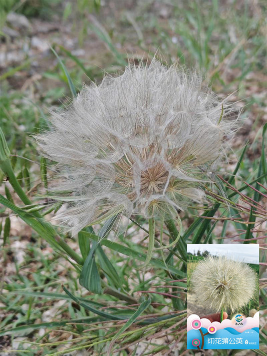 Giant Dandelion (Tragopogon orientalis)
