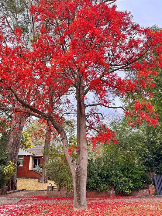 Illawarra Flame Tree
