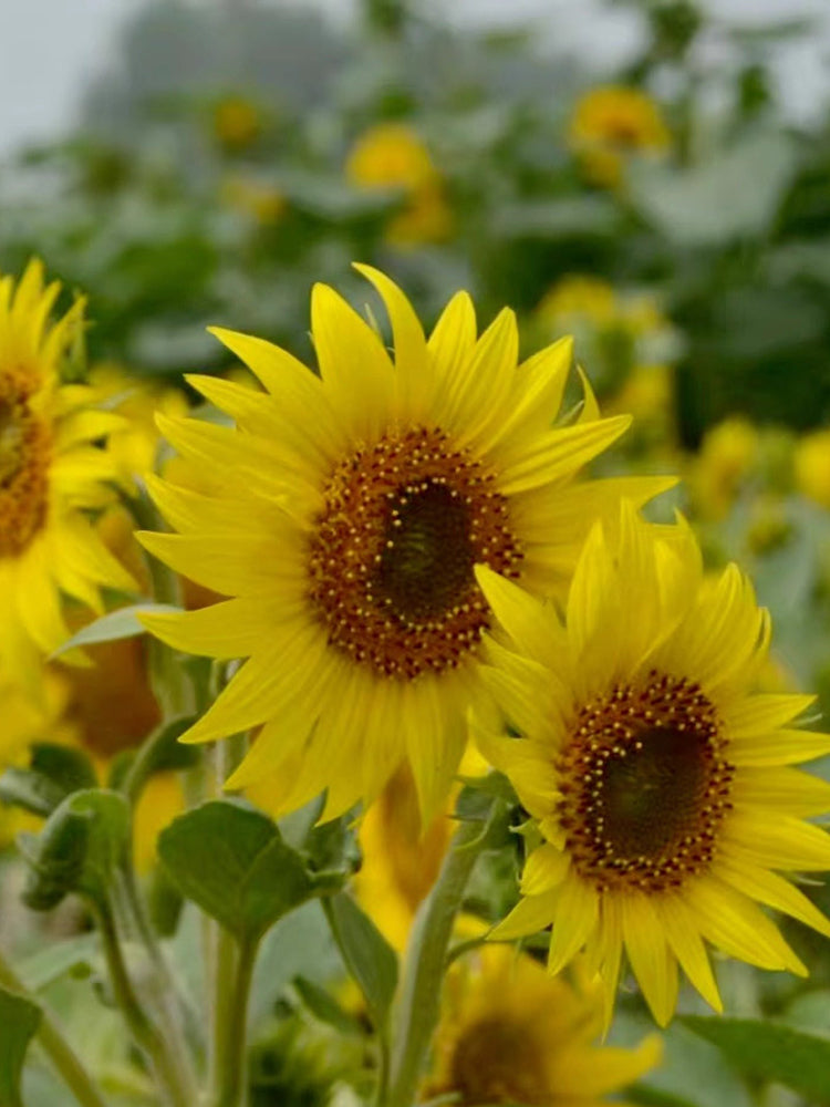 'Smiling Face' Ornamental Sunflower