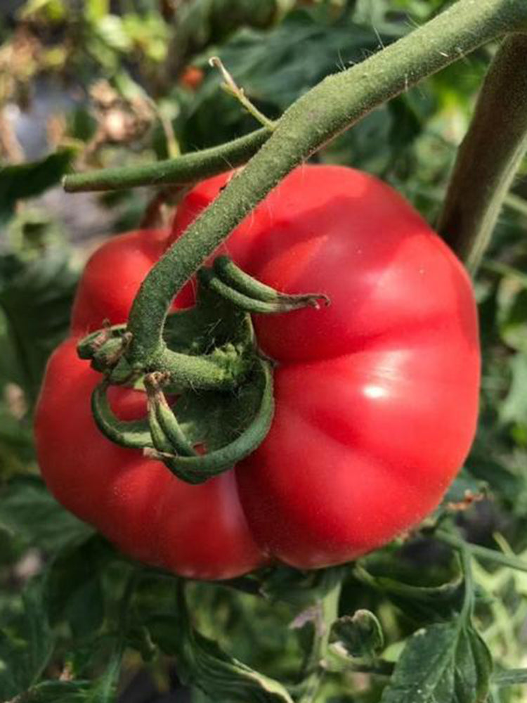 Giant Steak Tomato