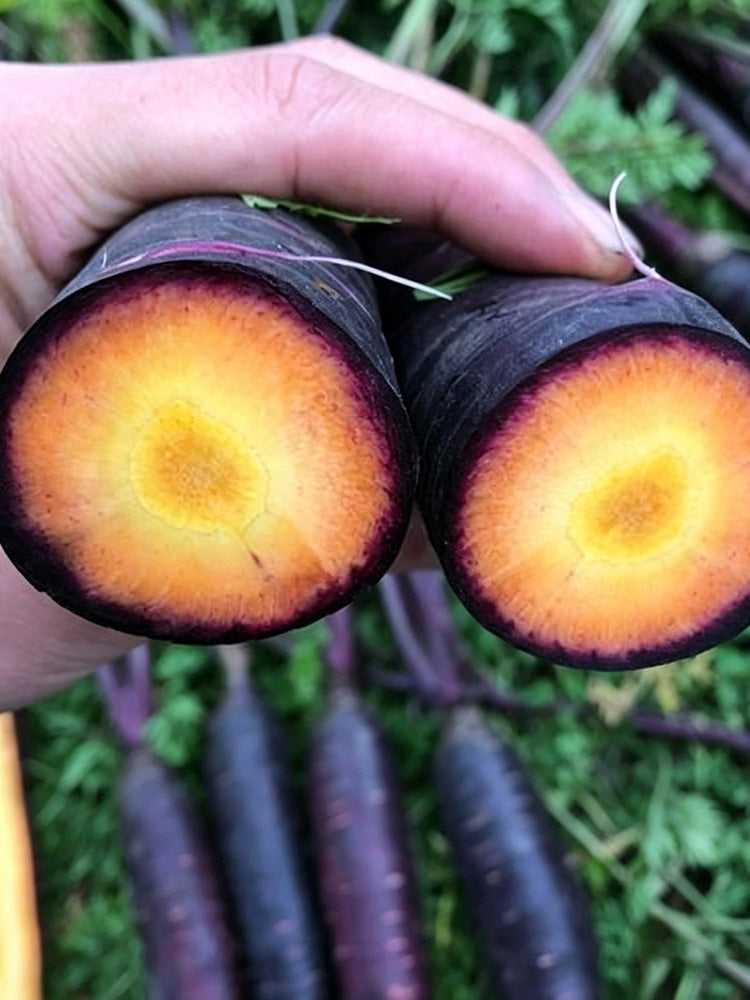Purple Skin Yellow Flesh Carrot