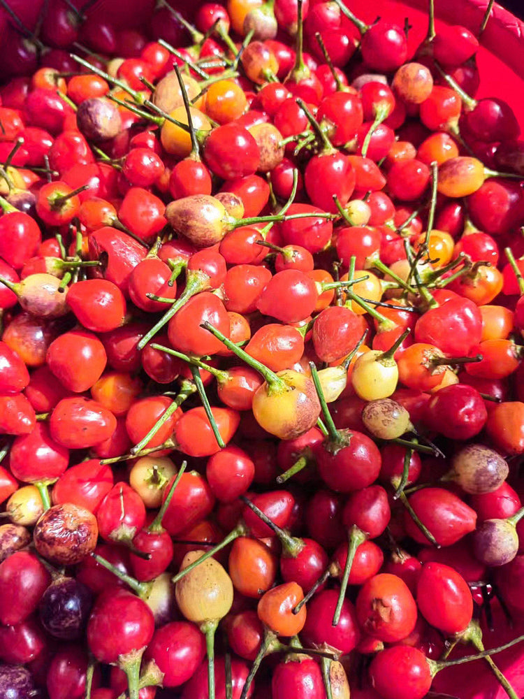 Pearl Ornamental Pepper (Capsicum annuum)