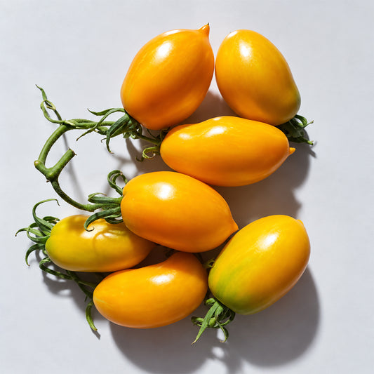 391 Sofia's Golden Pear Tomato
