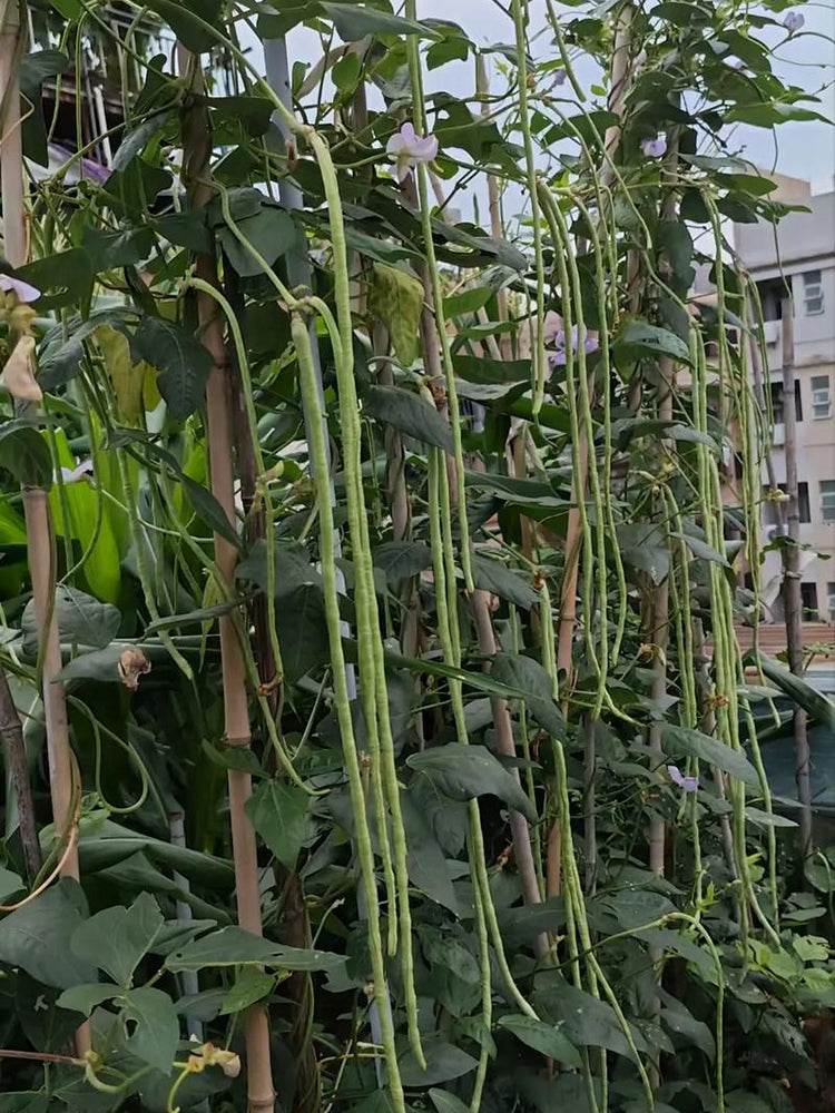 Jiemei Xiabao No. 2 Cowpea