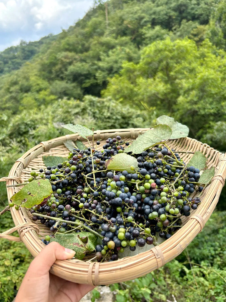 Mountain Grape