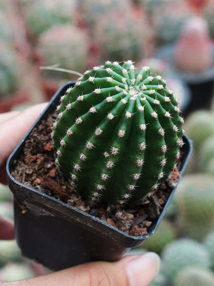 Echinopsis Hybrid 'Heijingang'