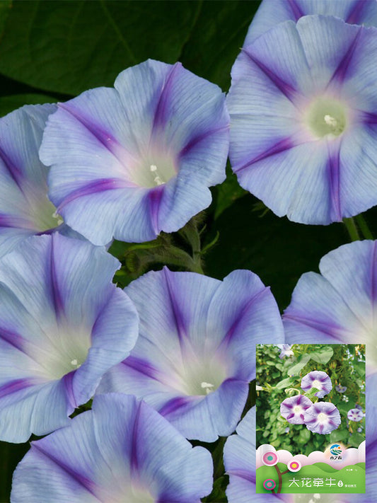Hezhichun Morning Glory