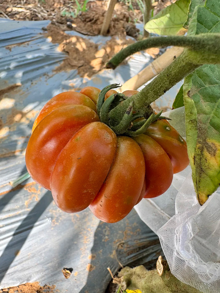 929 Sicilian Saucer Giant Tomato