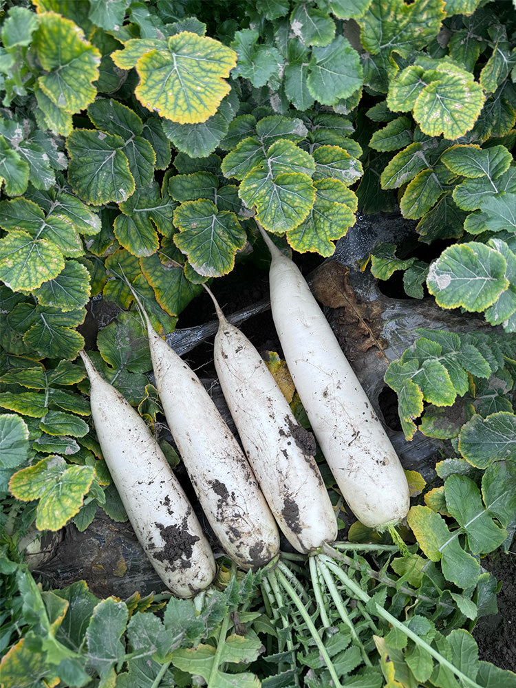 "Hakudaikon" Radish