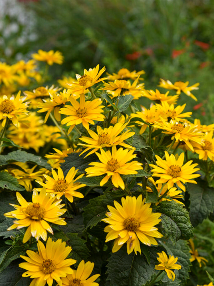 False Sunflower