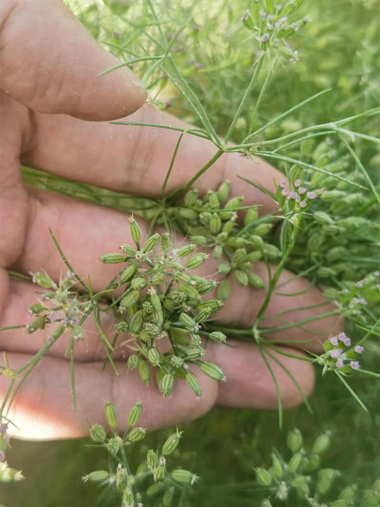 Cumin