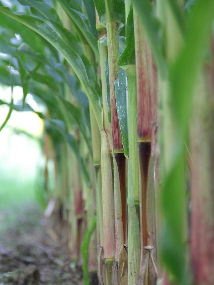 Supersweet Violet Sweet Sorghum