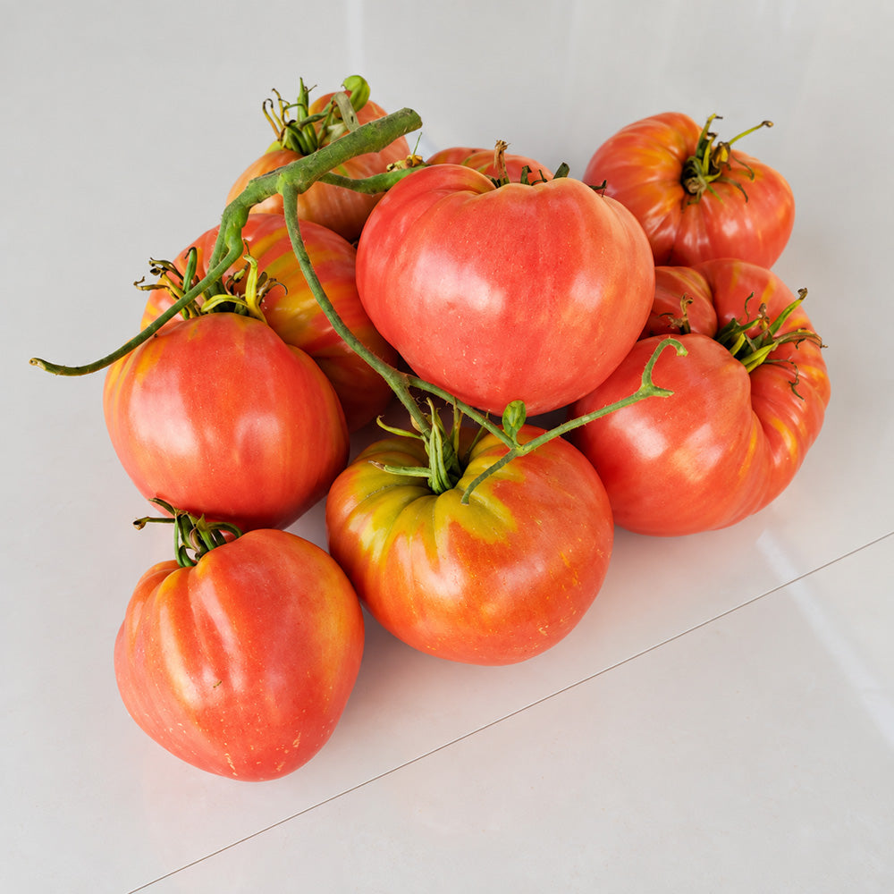 331 Yoshkin Cat Tomato