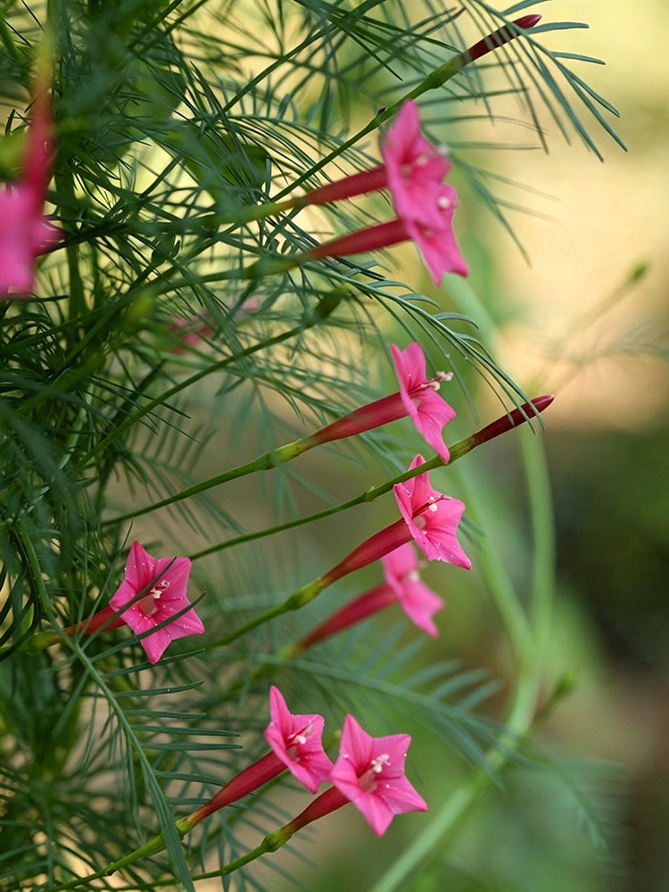 Pink Cypress Vine