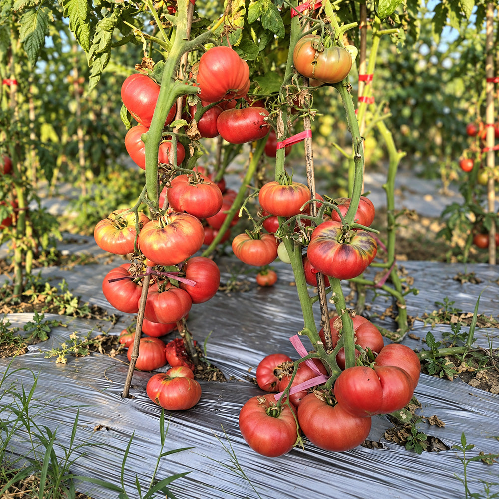 197 Mlle Foriers Tomato