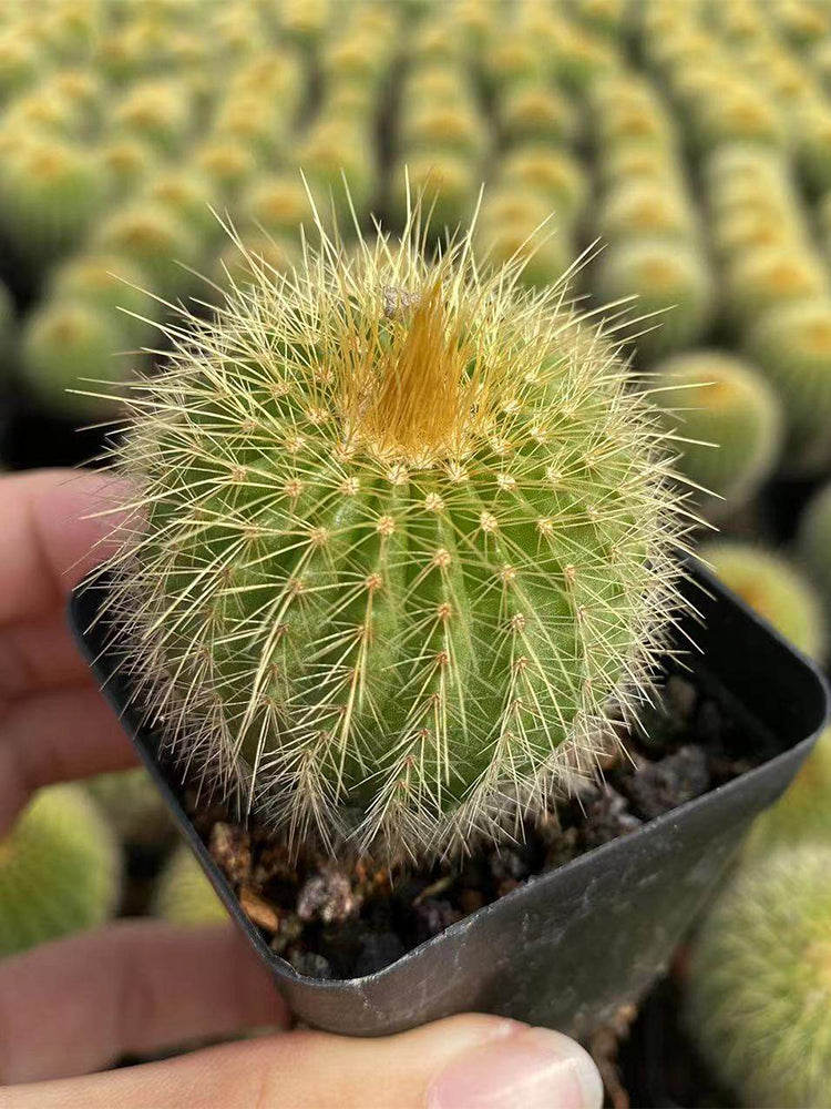Parodia schumanniana