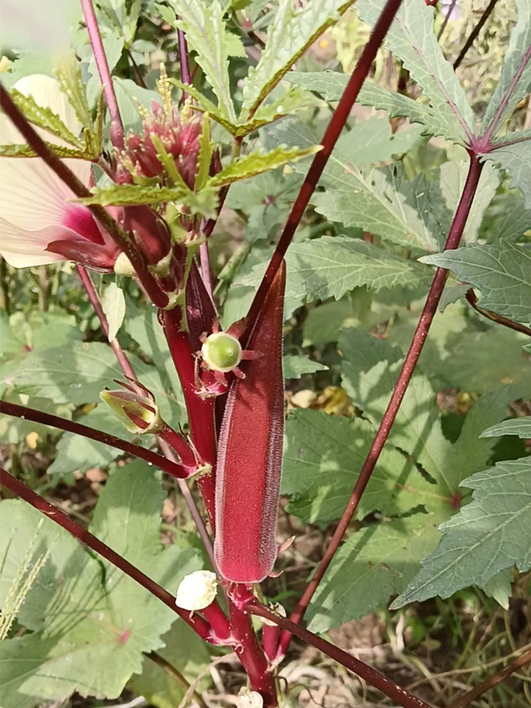 Jinfeng No.9 Red Okra