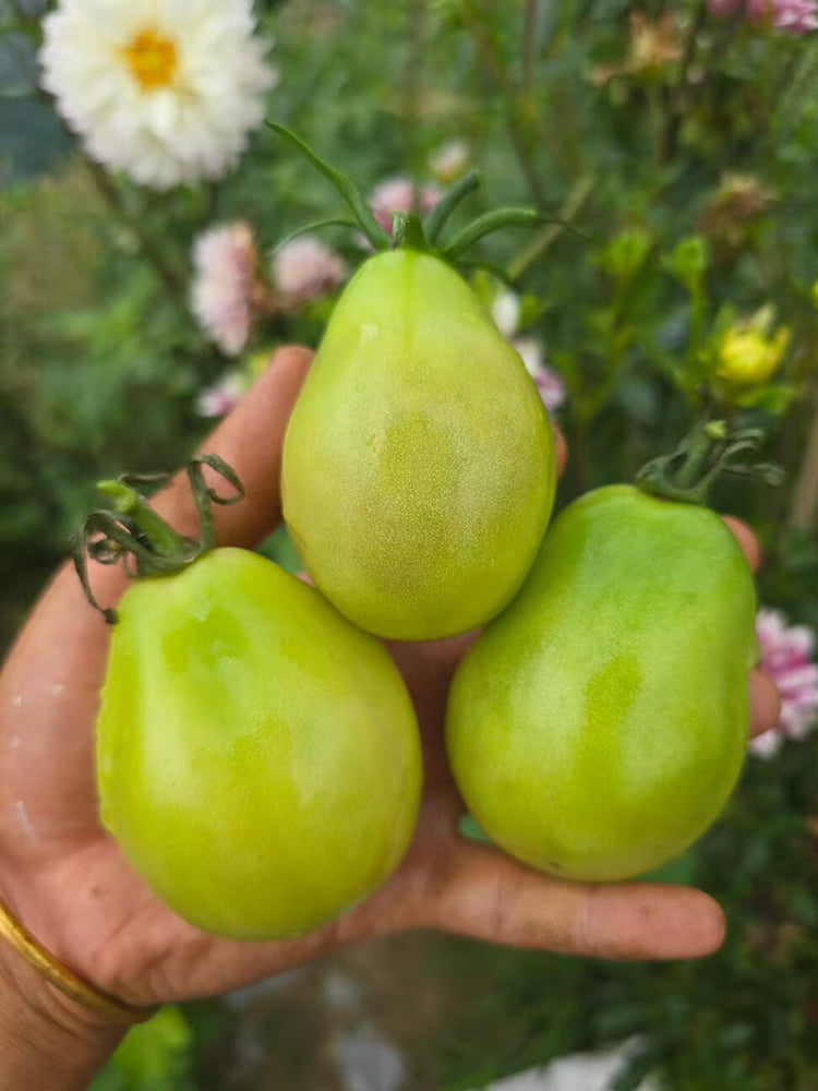 1030 Emerald Plum Tomato