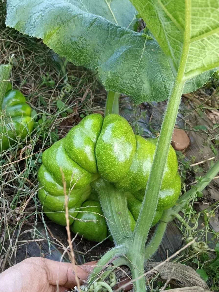 Qihe Agriculture Jiangbing Pumpkin