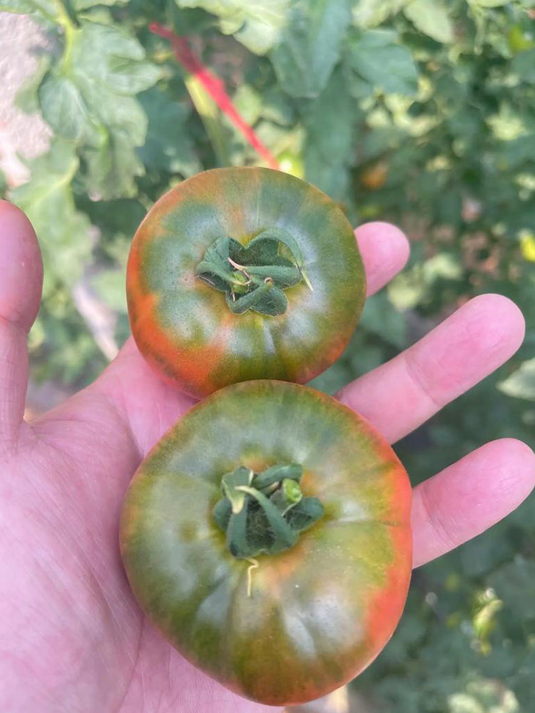 Crisp Sweet Strawberry Tomato