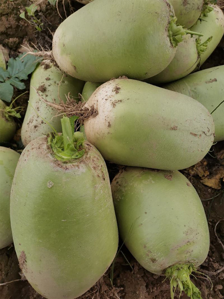 'Liangguan' Apple-shape Green Radish