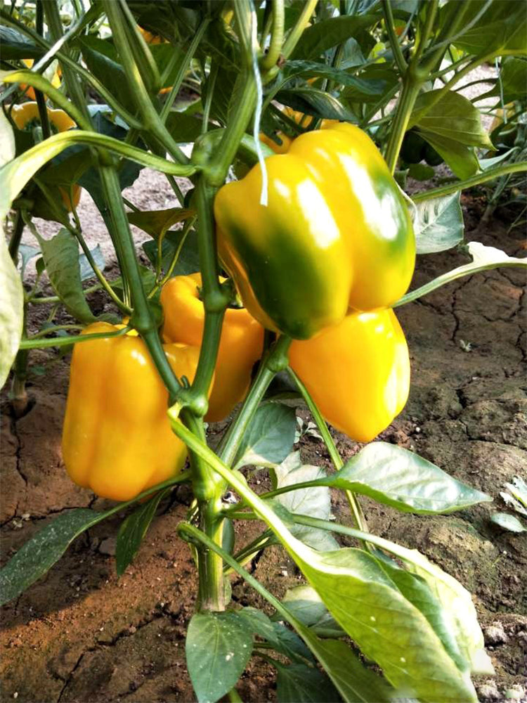 Yellow Bell Peppers (Capsicum annuum)