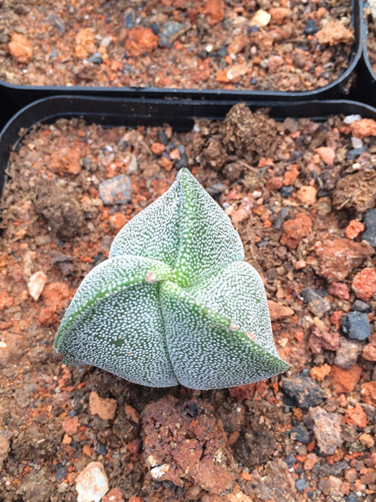 Triangular Bishop's Cap Cactus