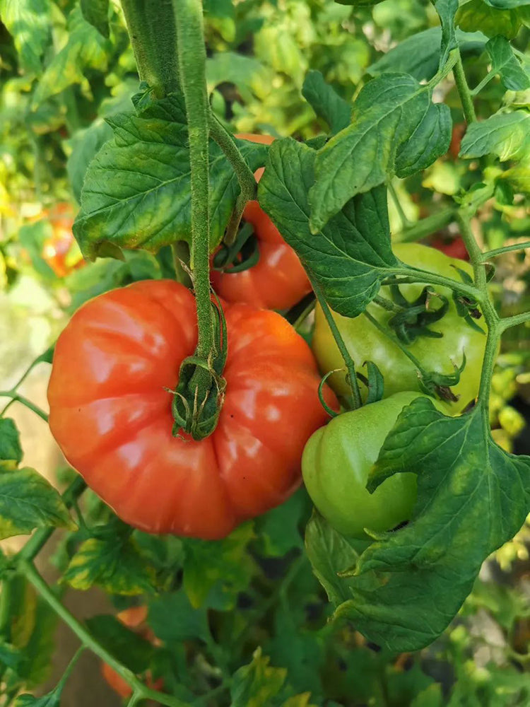 Giant Heirloom Pink Beefsteak Tomato