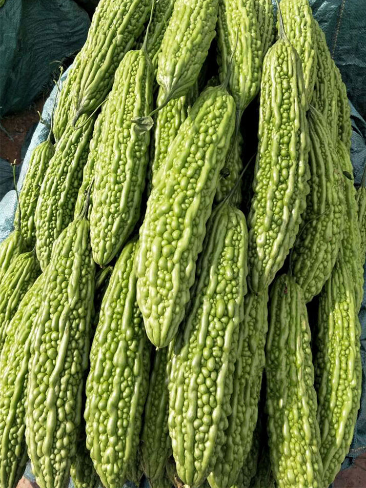 'Saibilu' Bitter Melon