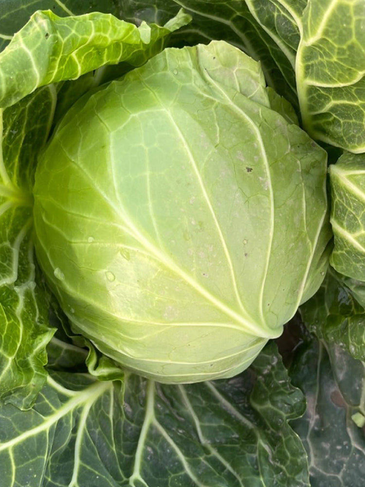 Iron Green 45 Cabbage